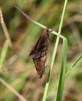 Clouded Skipper
mating pair